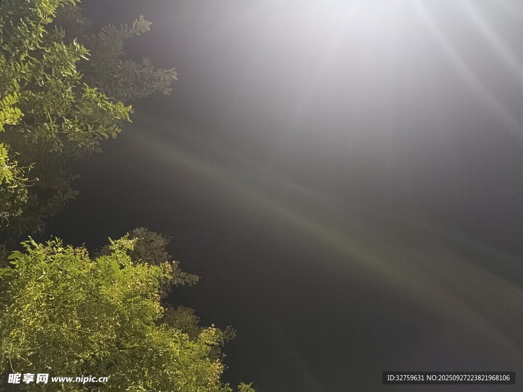 阳光穿透绿树洒下光影