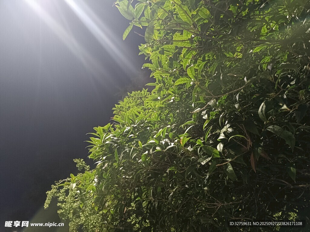 林间光束穿透翠绿枝叶