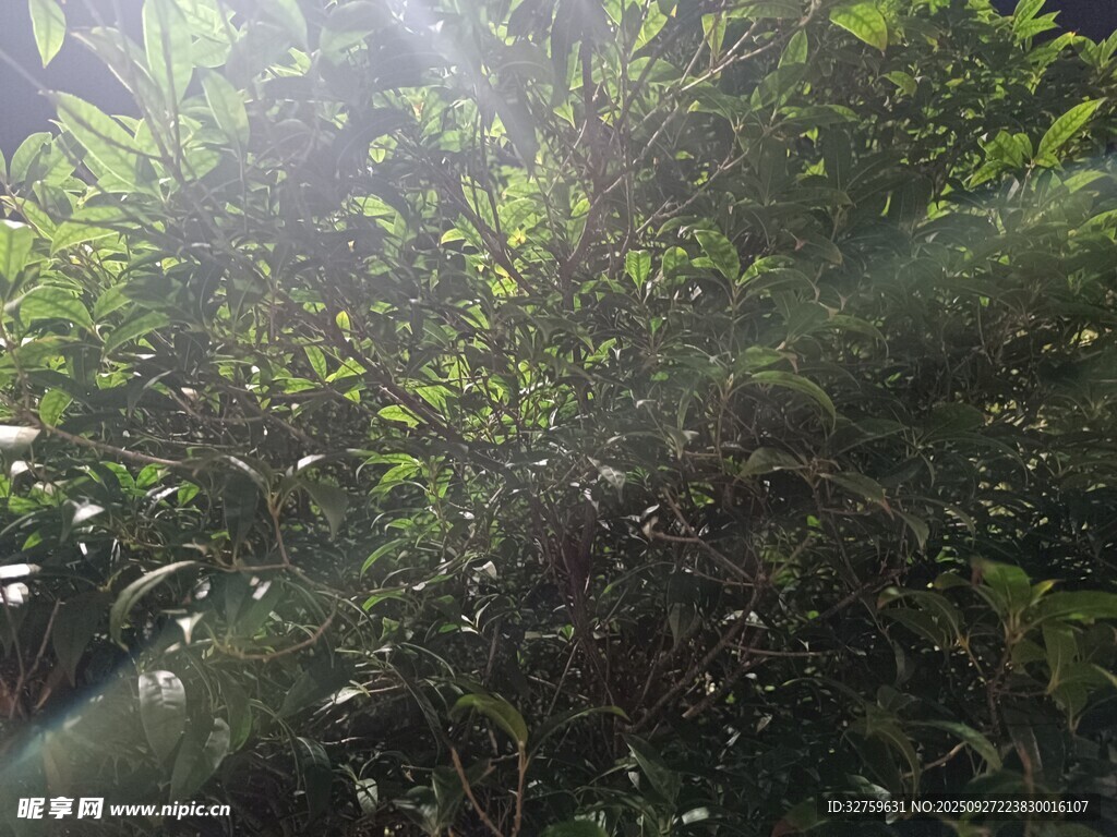 阳光穿透茂密绿植