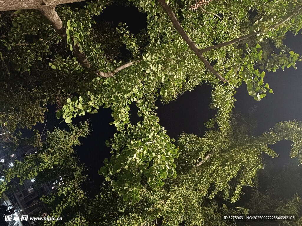 繁茂绿树间的光影景致