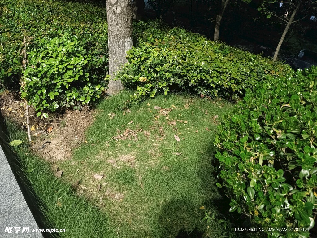 路边绿植景观