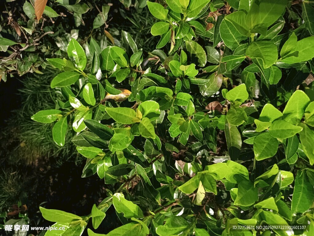 翠绿繁茂的植物枝叶
