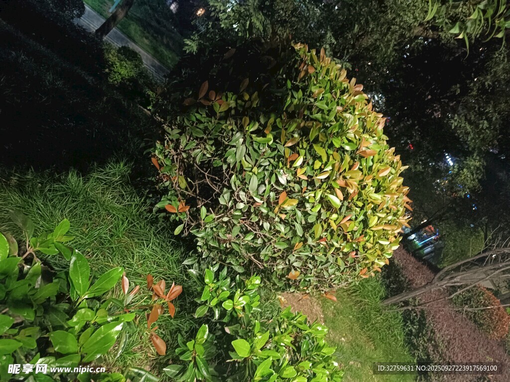 繁茂绿植景观