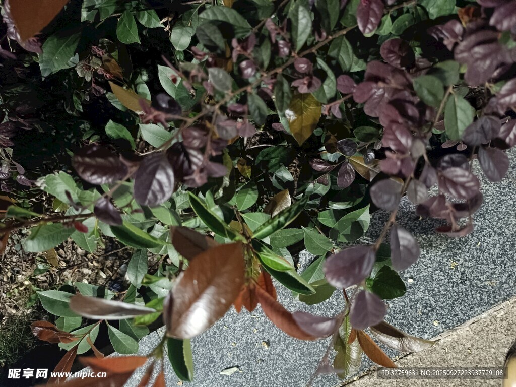 紫色系植物特写