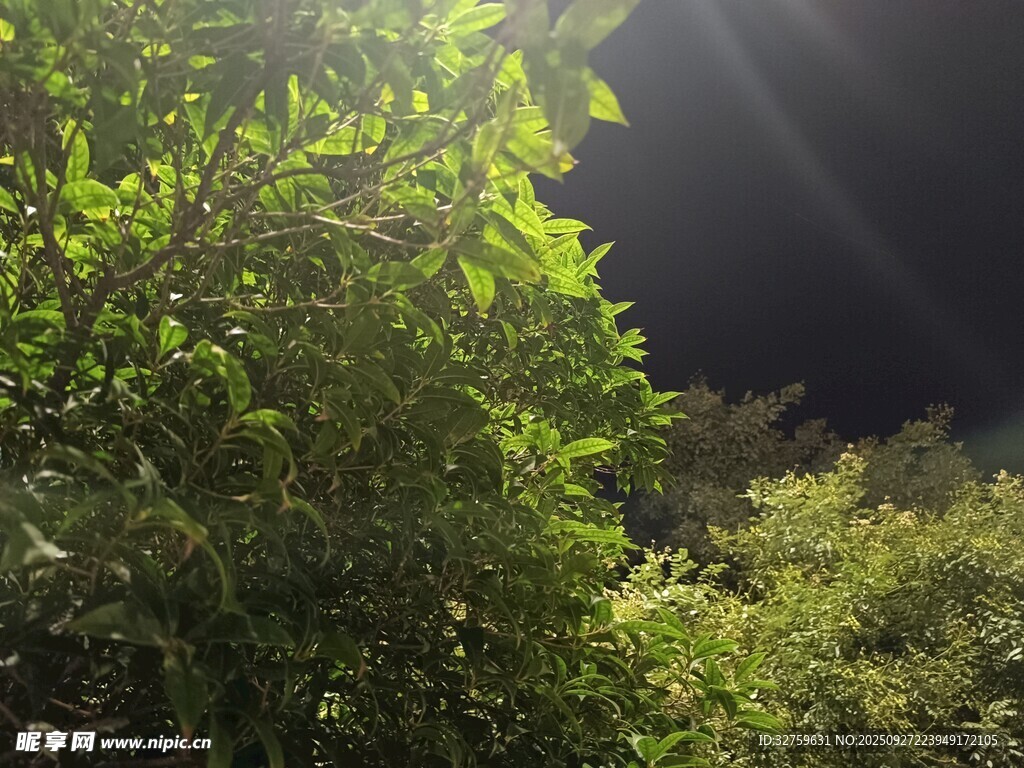 阳光洒落绿意盎然的树林