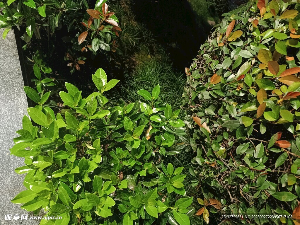 繁茂绿植景观