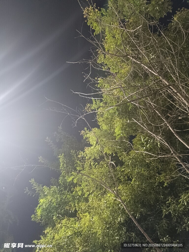 月光下的葱郁树林