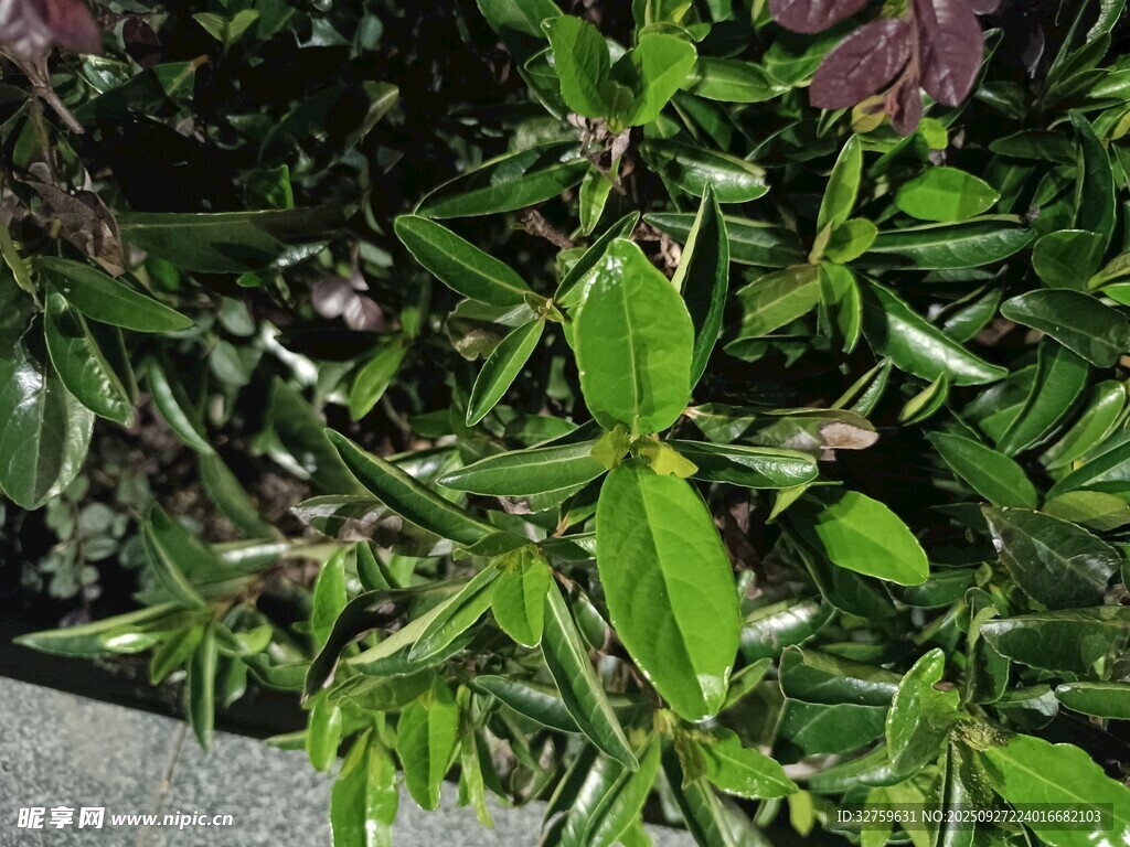 翠绿枝叶的植物特写