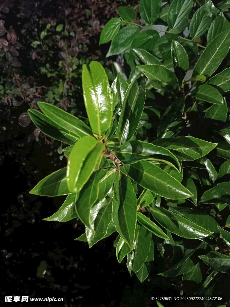 翠绿光泽的植物叶片