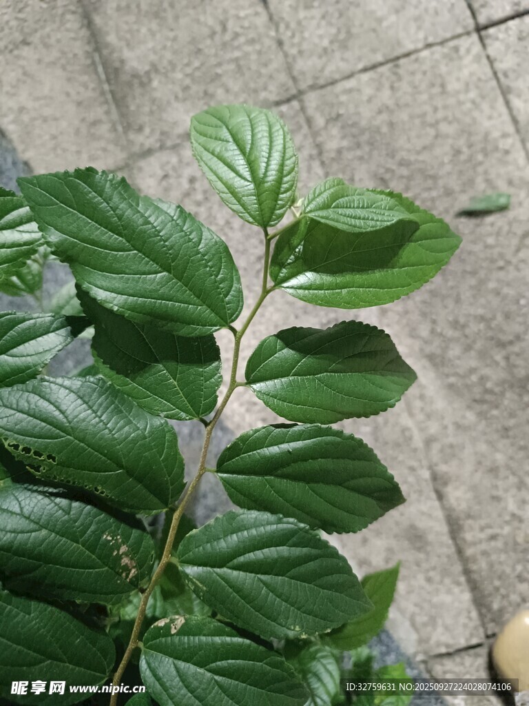翠绿叶片植物特写