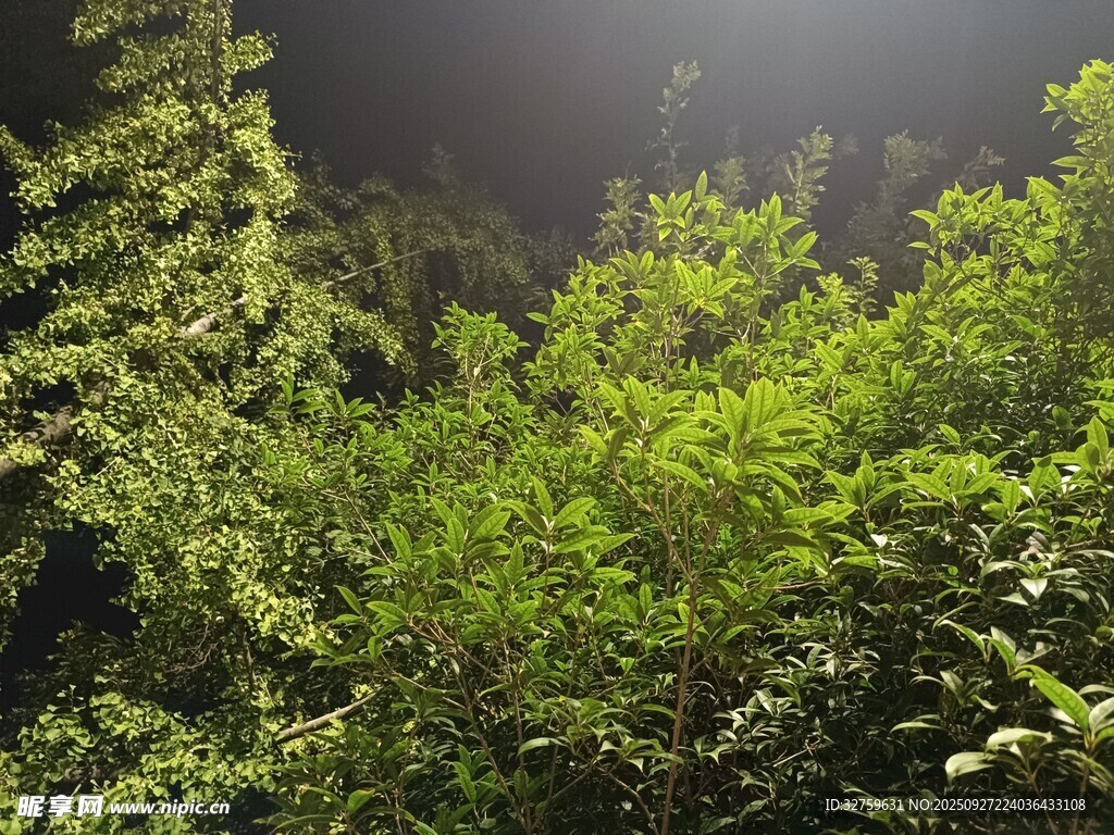 夜晚下的葱郁绿植
