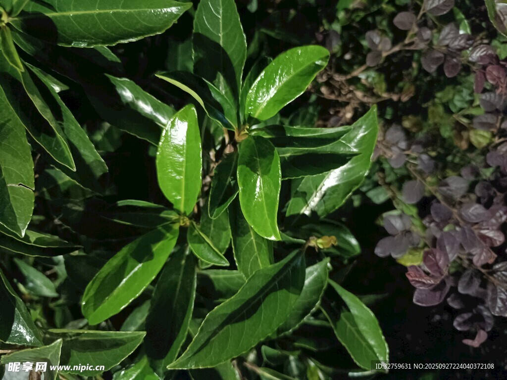 翠绿叶片与暗紫植物相伴