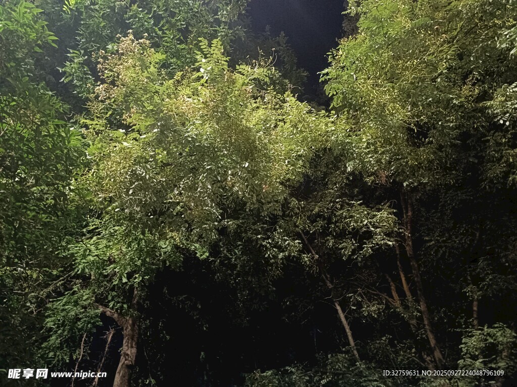 茂密山林绿意盎然