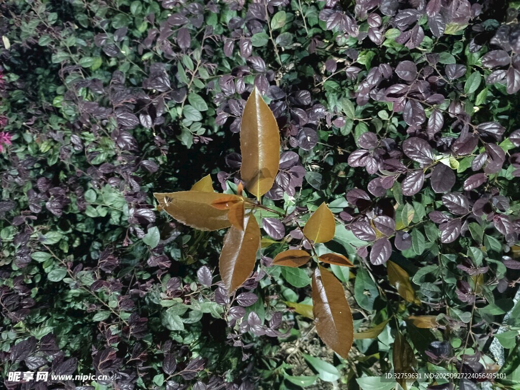 绿叶间的橙黄蝴蝶飞舞