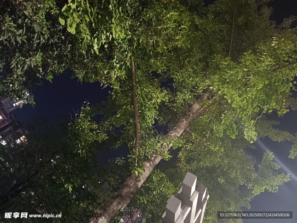 繁茂绿树间的小道
