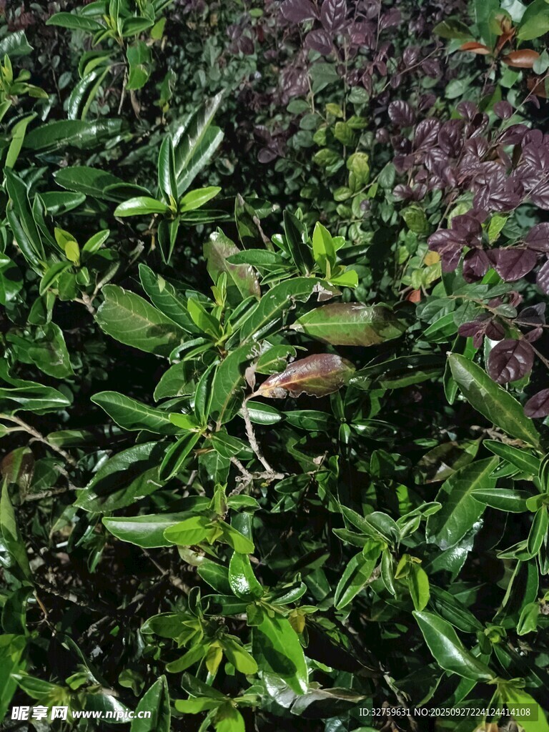 草丛中的蛙