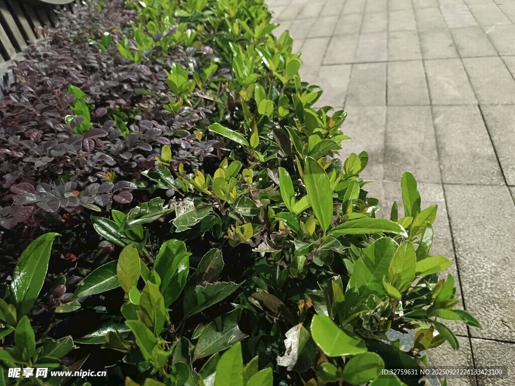 路边绿植景观