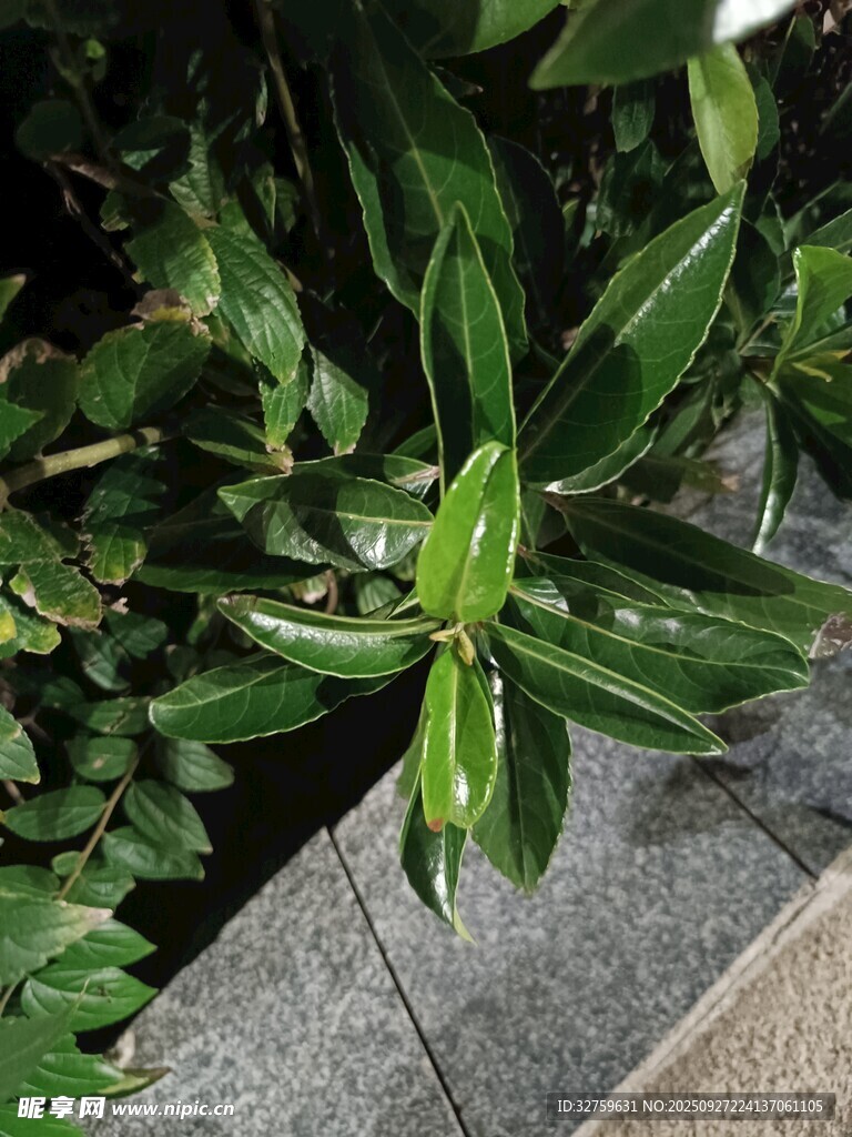 绿叶间的青果