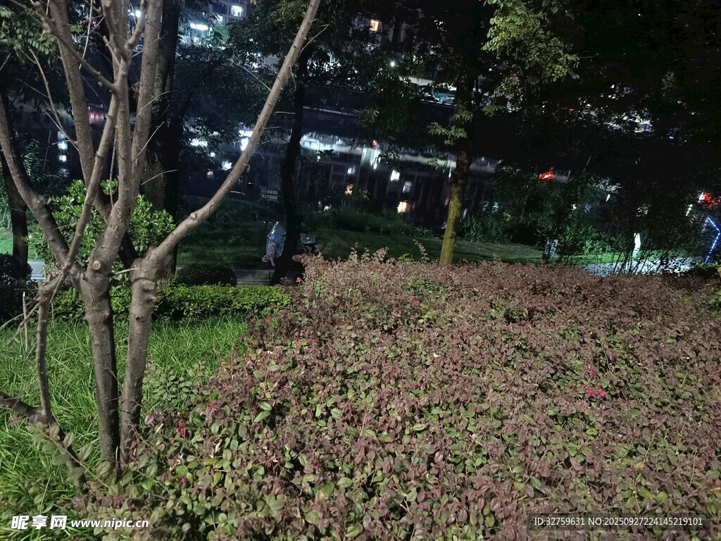 夜晚公园中的绿植景观