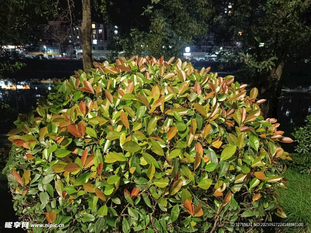 夜晚中的多彩灌木