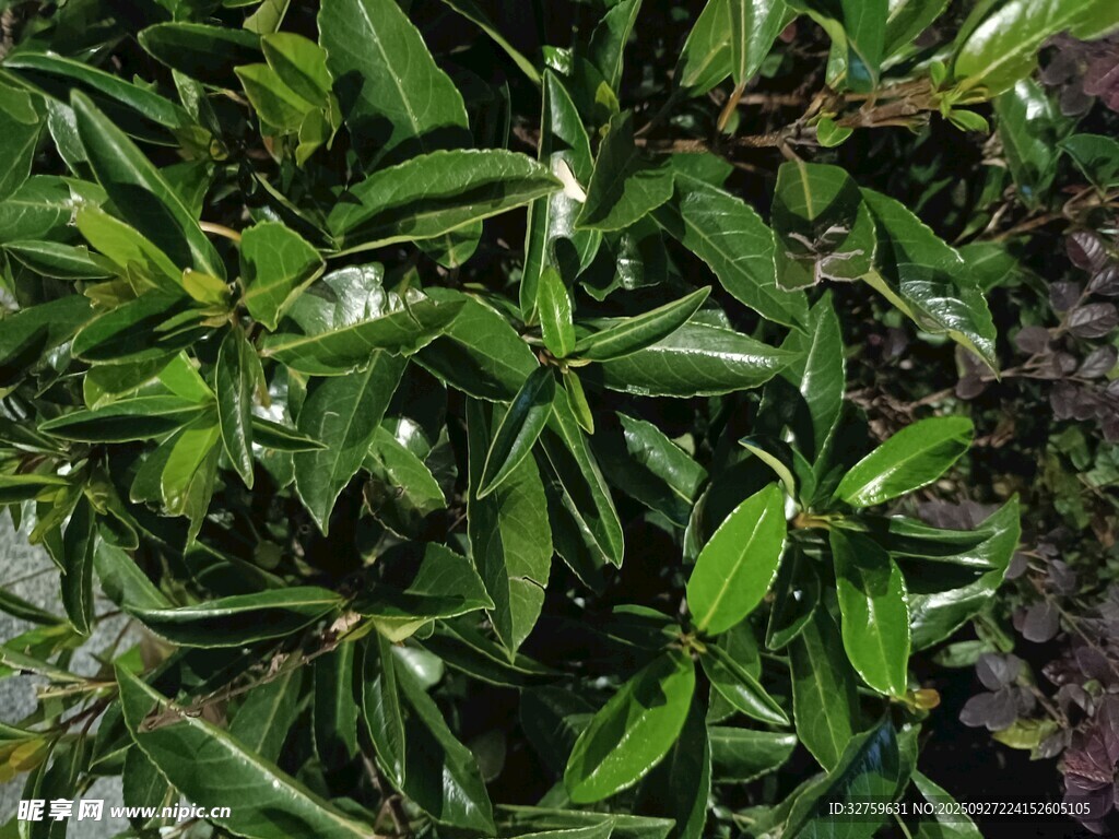 翠绿繁茂的植物叶片