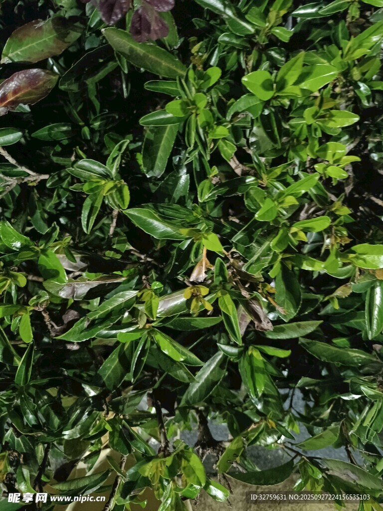 翠绿繁茂的丛生植物