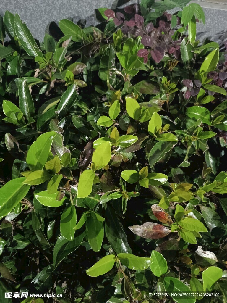 多彩绿植特写