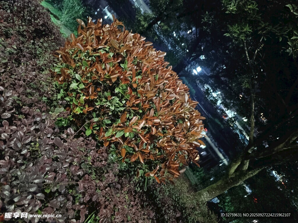 夜晚绚烂灯光下的多彩植物