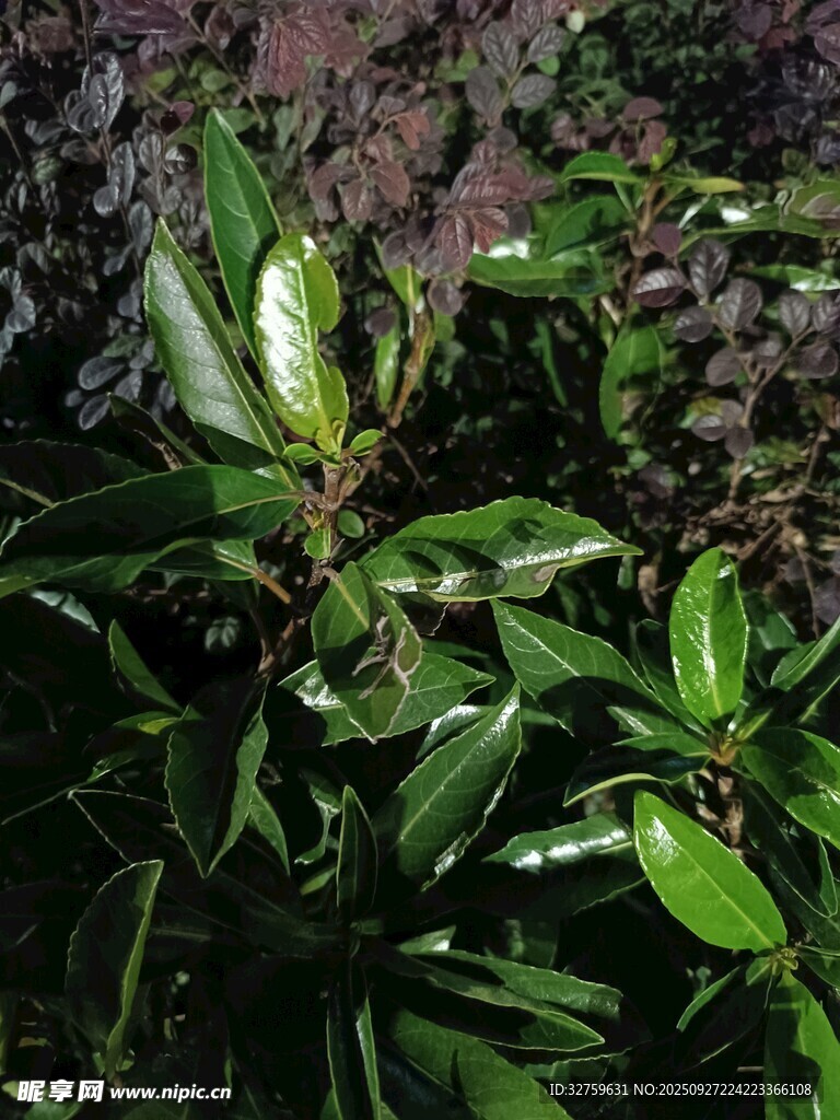 翠绿繁茂的植物叶片