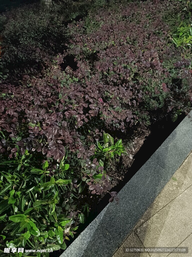 路边多彩植物景观