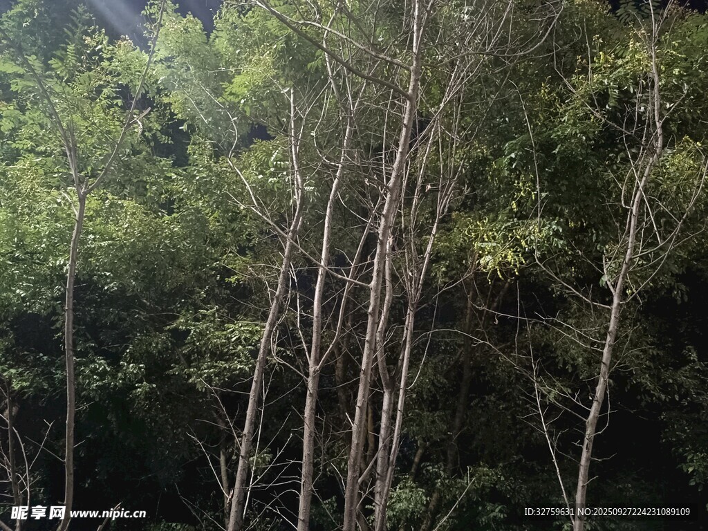 山林中的挺拔树木