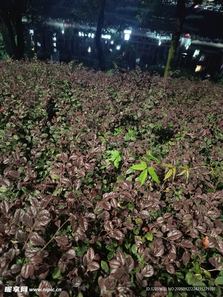 夜间花卉种植场景