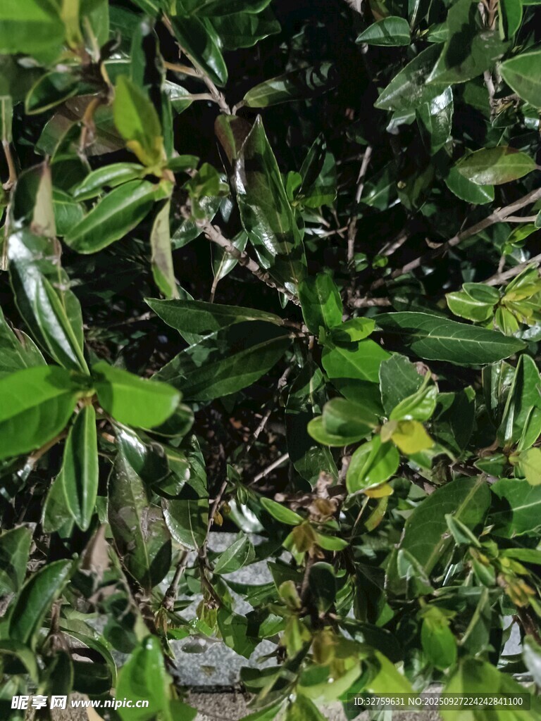 翠绿繁茂的植物枝叶