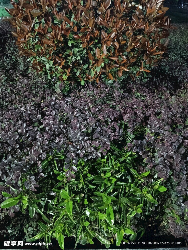 多彩植物景观