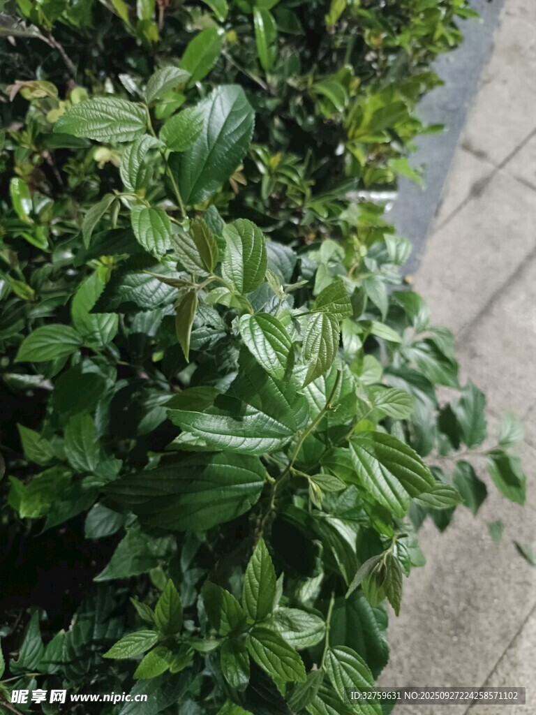 路边翠绿繁茂的绿植