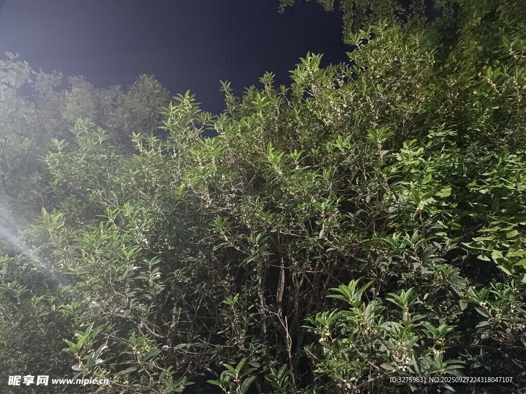 夜间树林景象