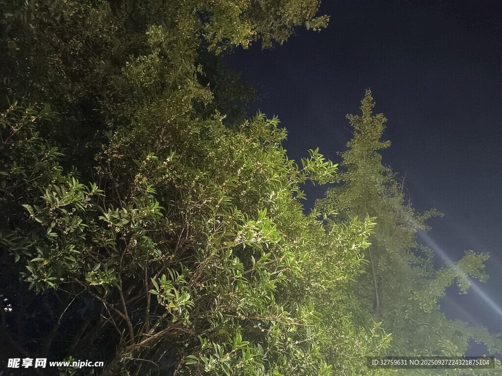 夜晚中的葱郁树木