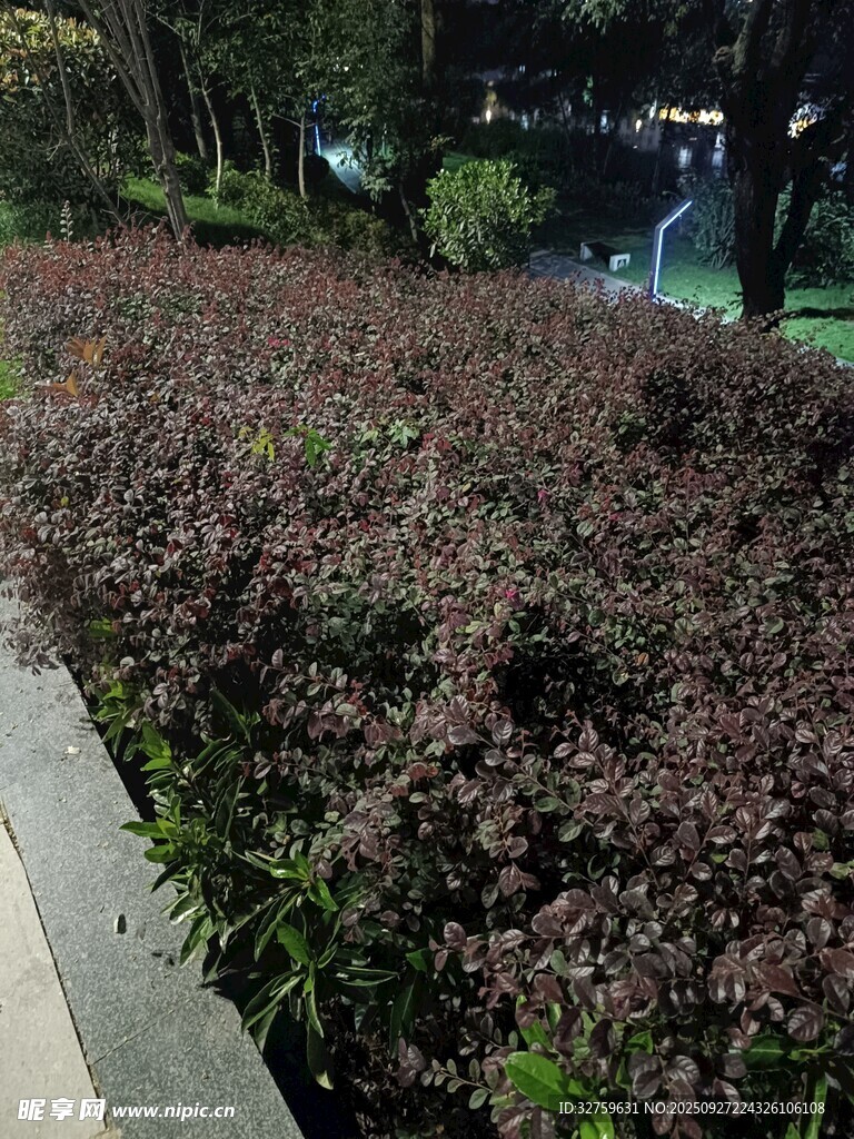 路边紫叶植物景观