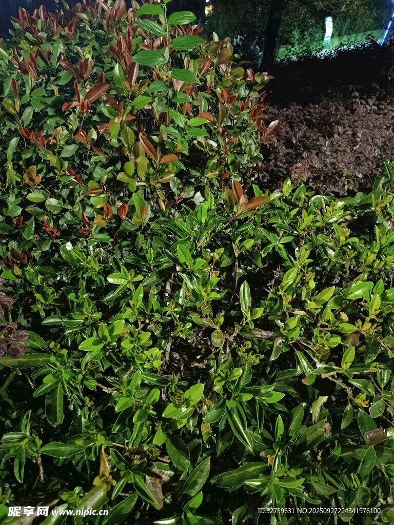 繁茂绿植景观