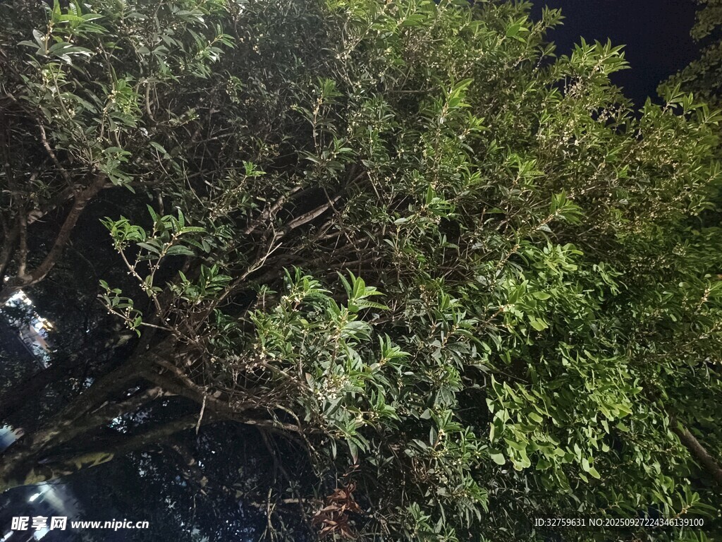 夜晚繁茂的绿树景象