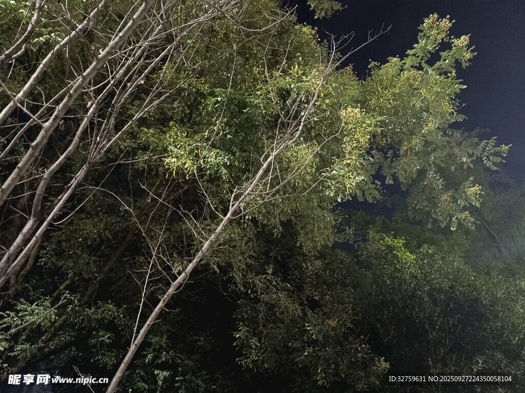 夜幕下的茂密竹林