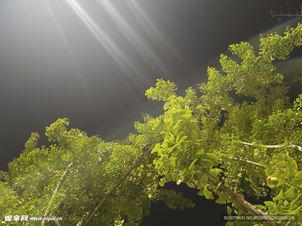 阳光洒落翠绿树梢
