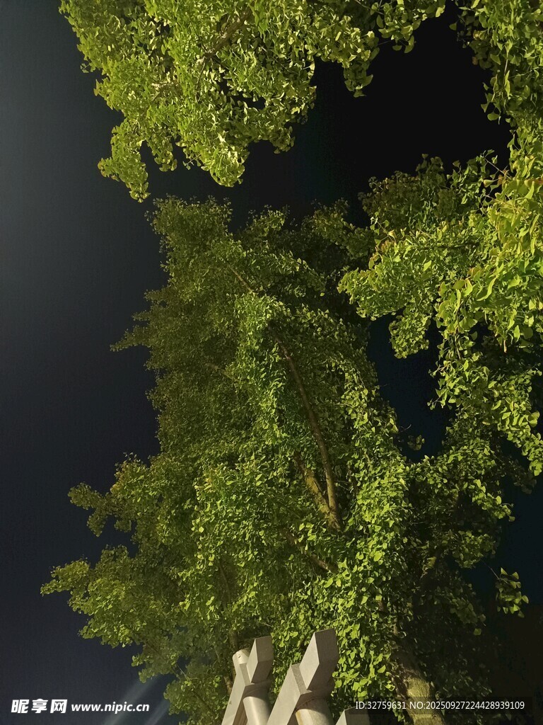 夜幕下的葱郁树木
