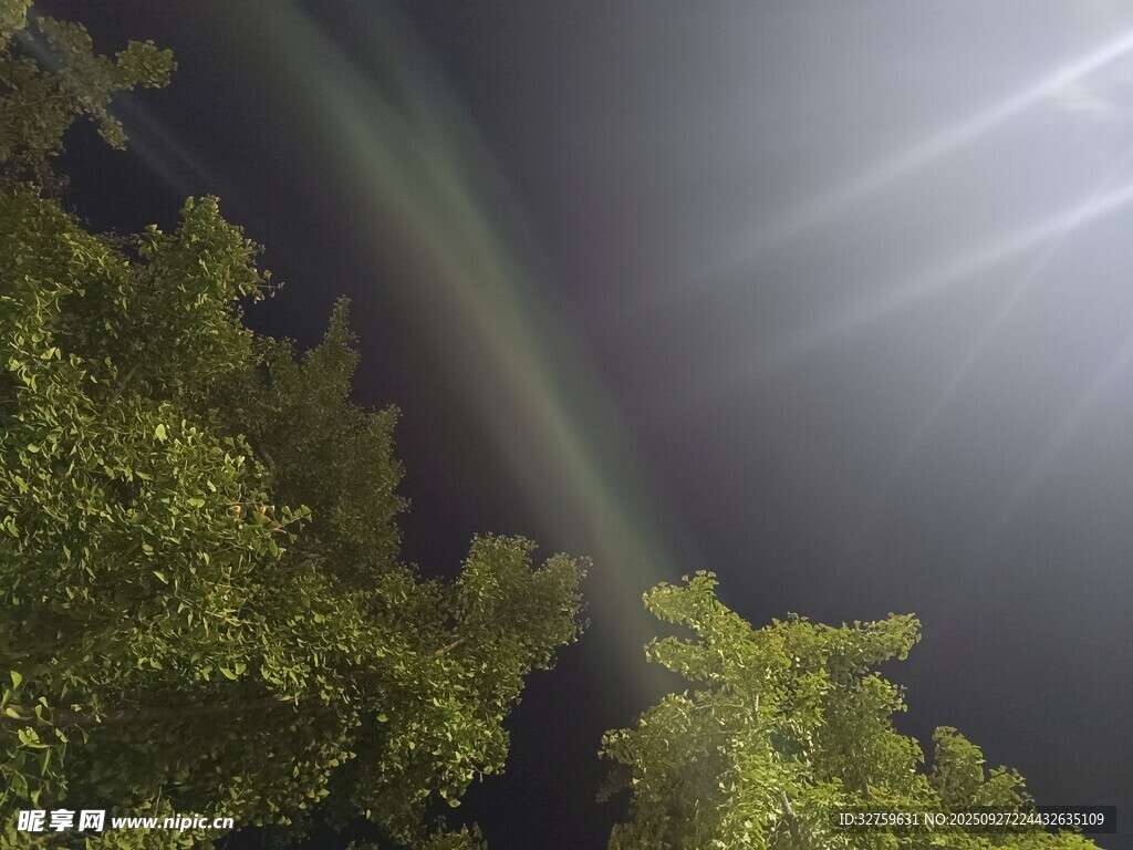 夜空下的树木与光束
