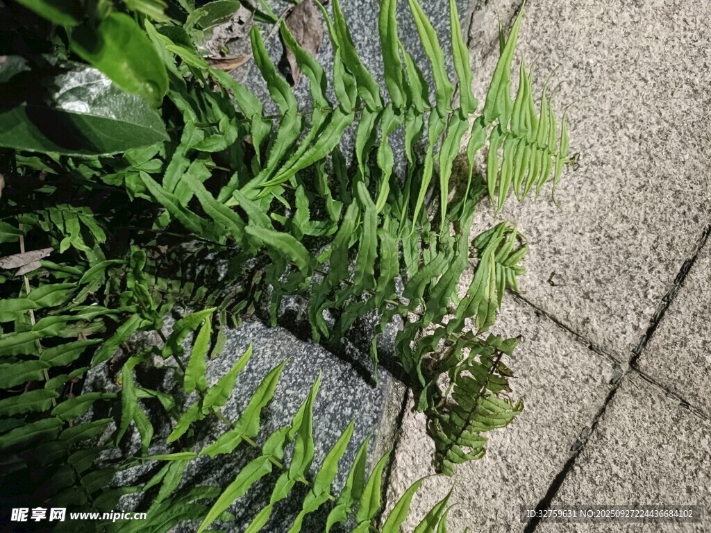 石缝中生长的翠绿蕨类植物