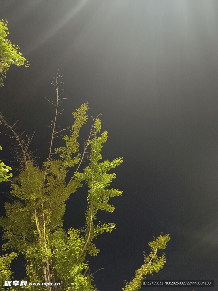 阳光下的翠绿枝叶