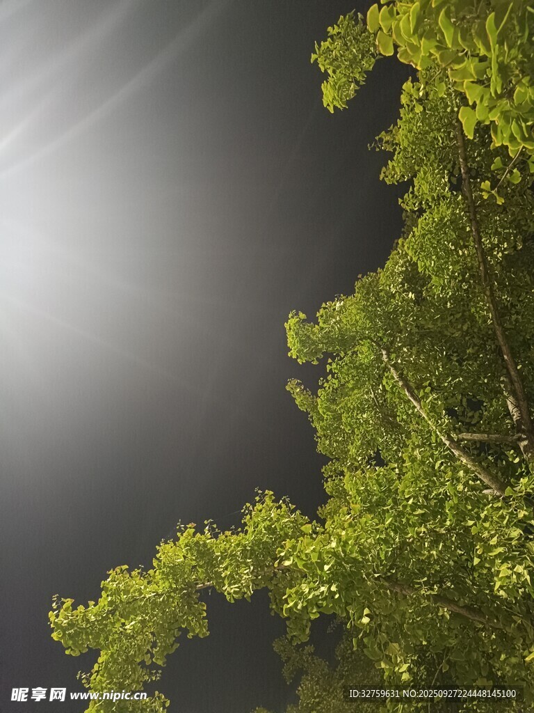 林间阳光洒向翠绿枝叶