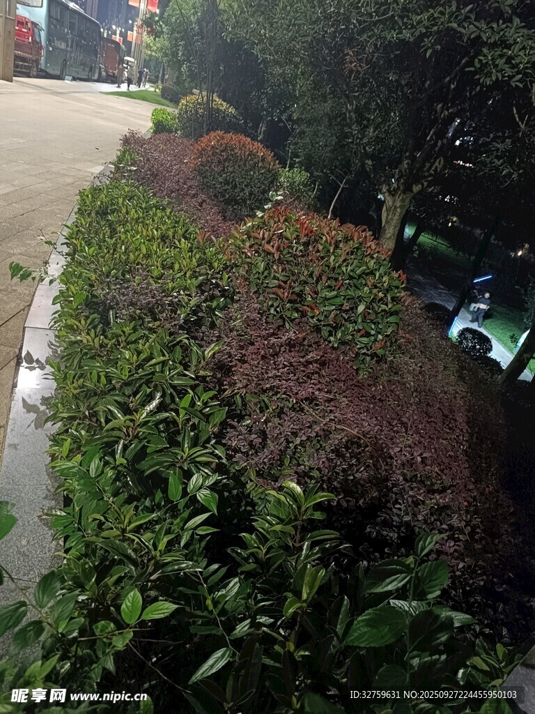 路边绿植景观