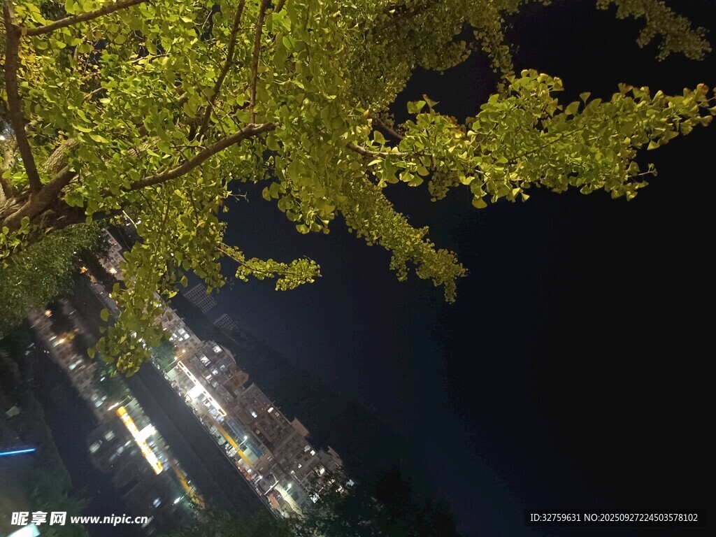 夜空中的树与高楼轮廓