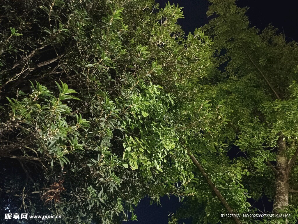 夜晚繁茂树木的静谧景象
